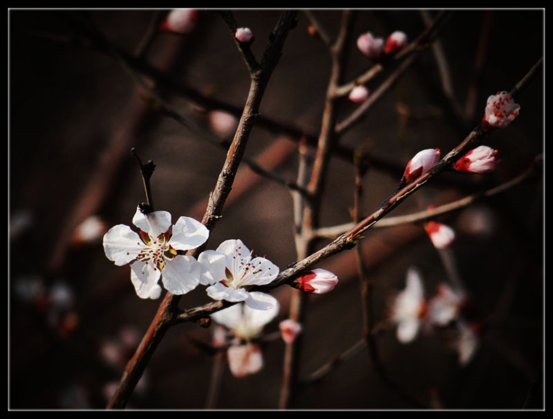 DSC04370_����.jpg