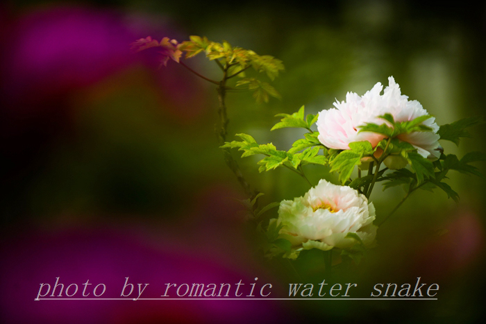 0_71842_38d21d01e6006c0.jpg