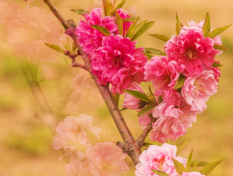 ��Ӱ����