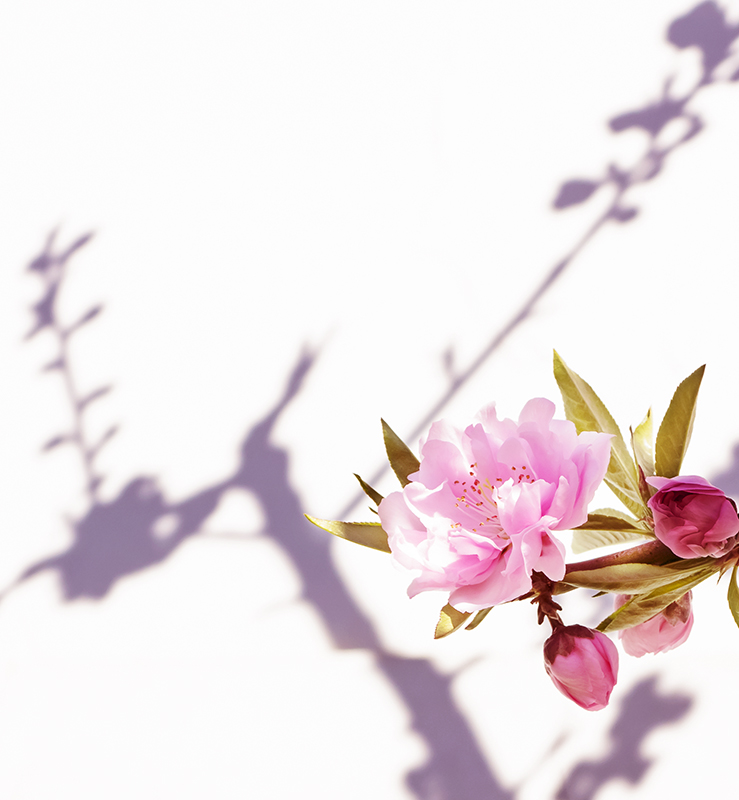 ��Ӱ����