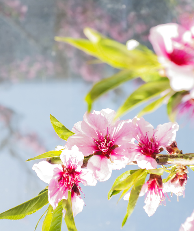 ������Ӱ