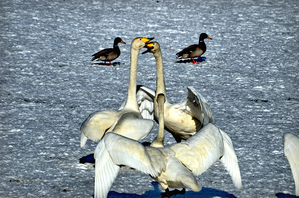 ����֮��