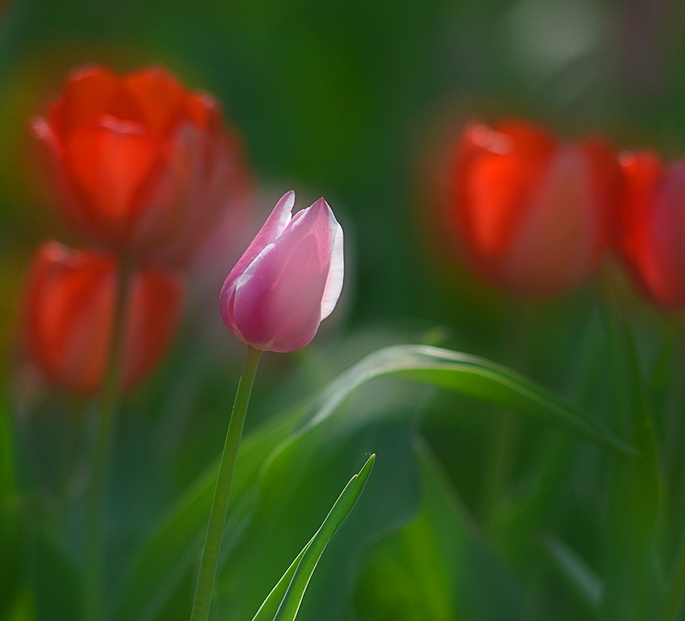 DSC_6811 ����.jpg