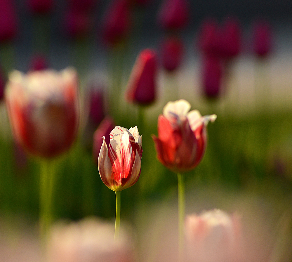 DSC_7059 ����.jpg