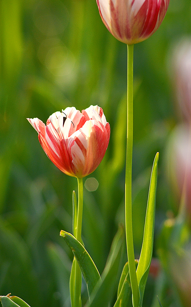 DSC_7075 ����.jpg