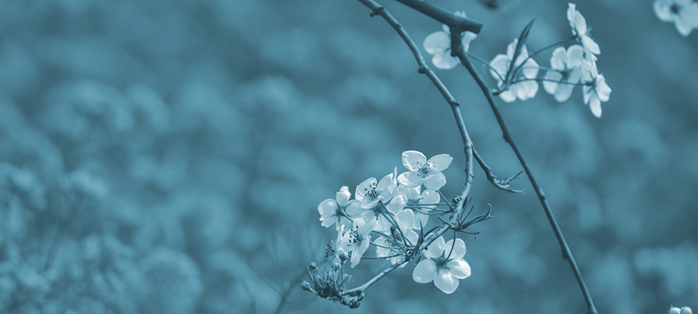 2015��4��9�պӱ�����a 2231.jpg