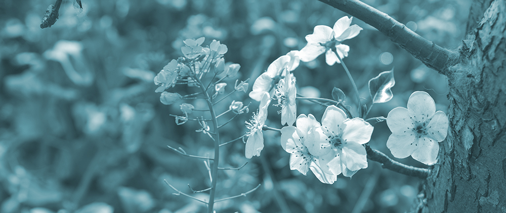 2015��4��9�պӱ����� a1981.jpg