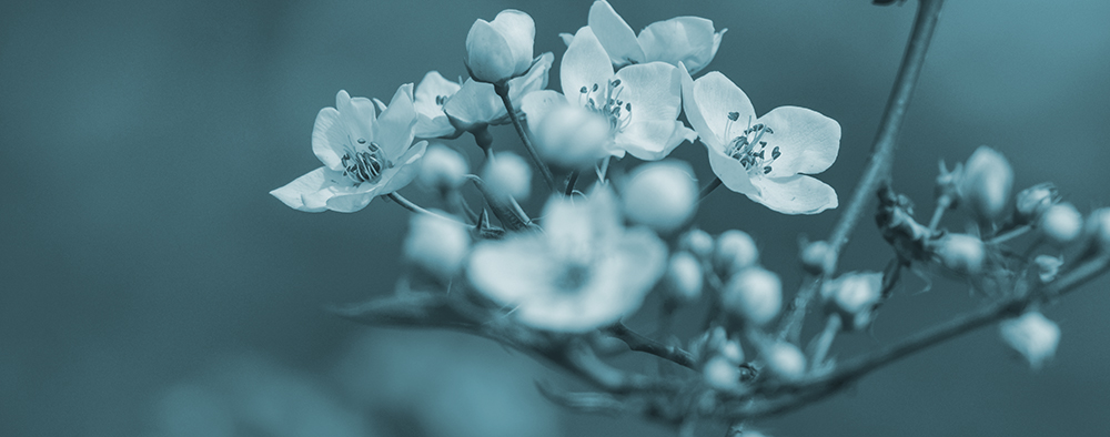 2015��4��9�պӱ�����a 2161.jpg