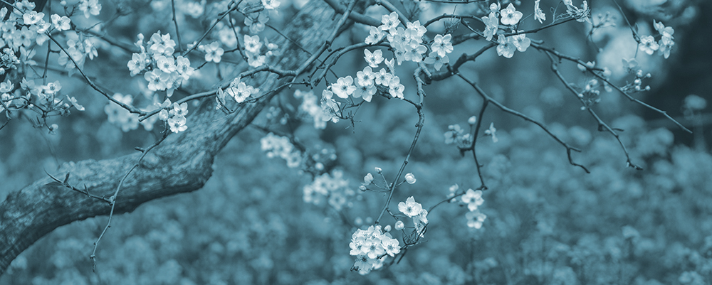 2015��4��9�պӱ�����a 2181.jpg