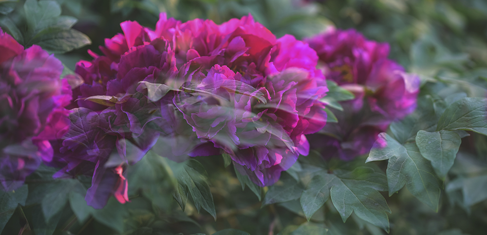 2015��4��27�չ�԰��a 0261.jpg