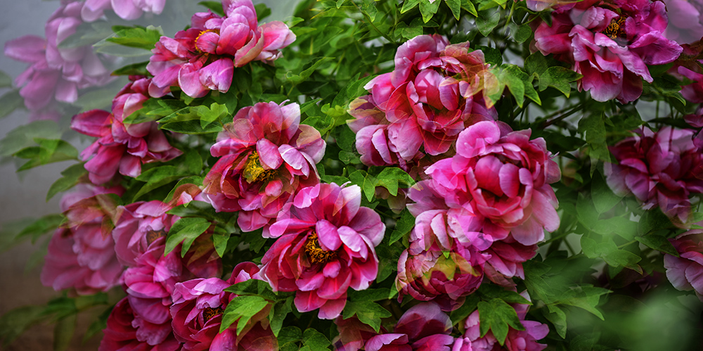 2015��4��27�չ�԰�� a0521.jpg