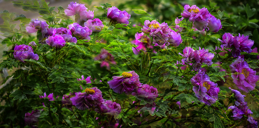 2015��4��27�չ�԰�� a0551.jpg