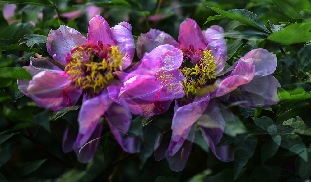 2015��4��27�չ�԰�� a0601.jpg