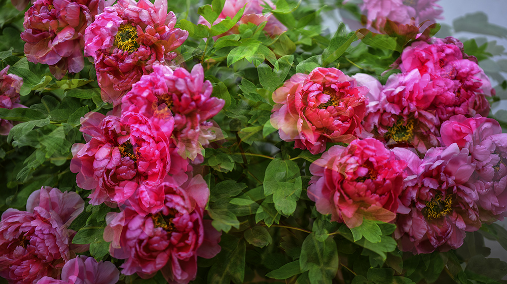 2015��4��27�չ�԰�� a0531.jpg