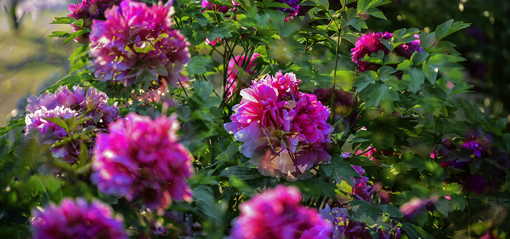 2015��4��27�չ�԰�� a0591.jpg