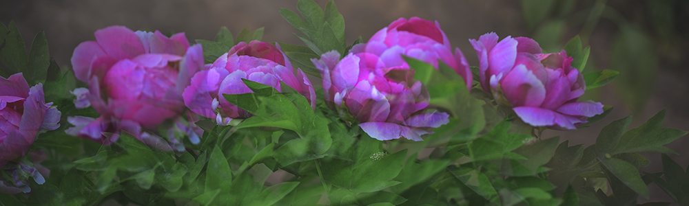 2015��4��27�չ�԰�� a0641.jpg