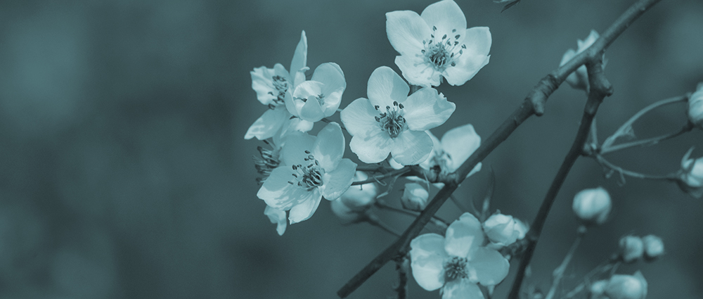 2015��4��9�պӱ����� a2101.jpg