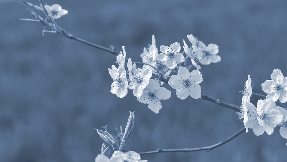 2015��4��9�պӱ����� a1881.jpg