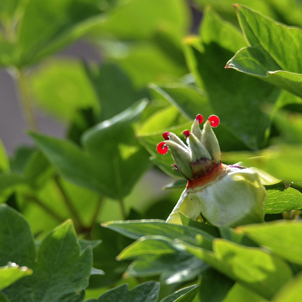 2015��5��3�չ�԰ a5341.jpg