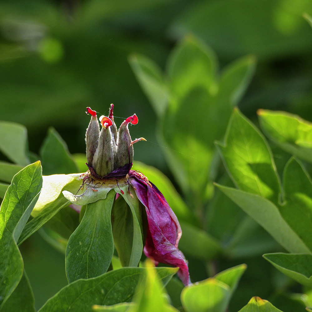 2015��5��3�չ�԰ a5401.jpg