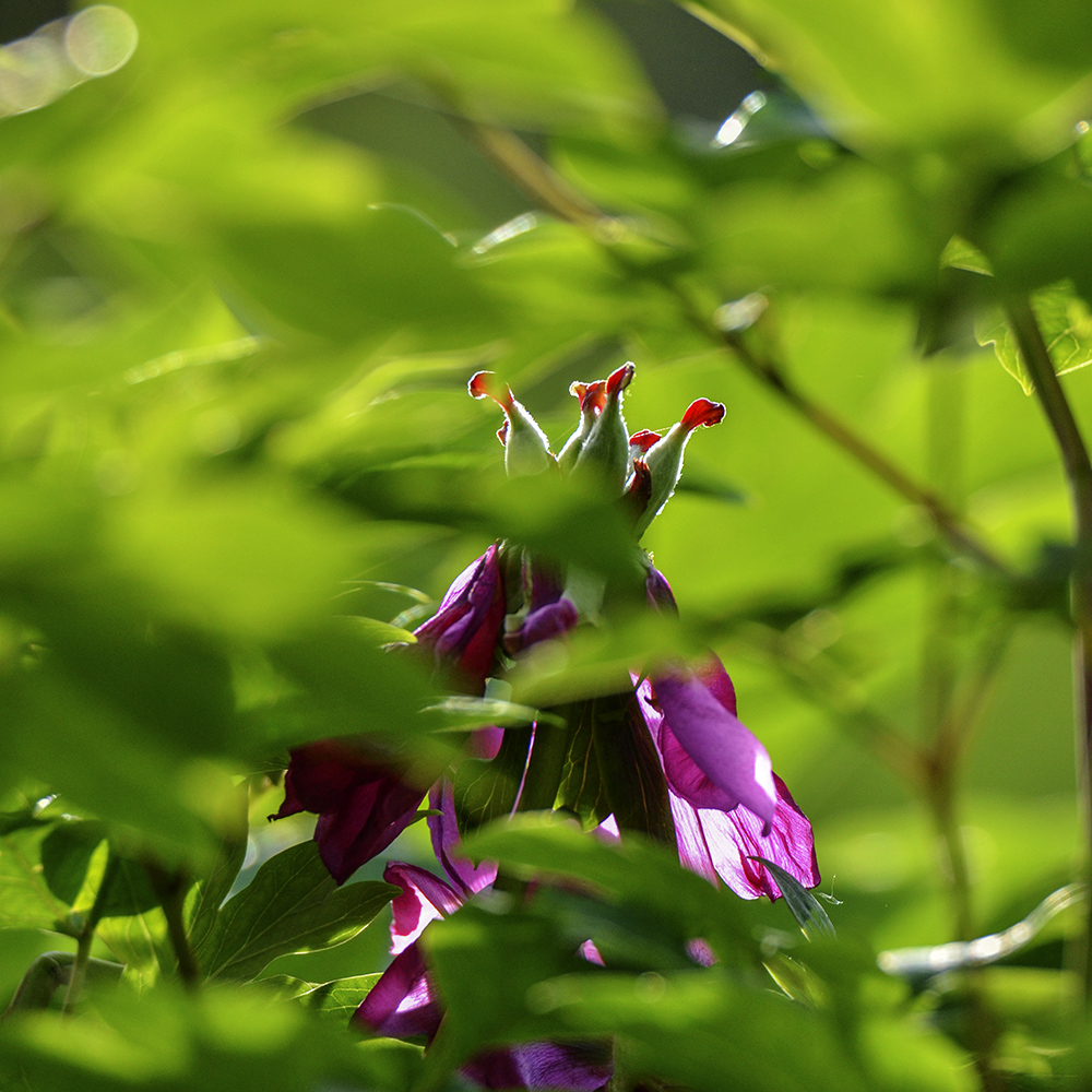 2015��5��3�չ�԰ a5691.jpg