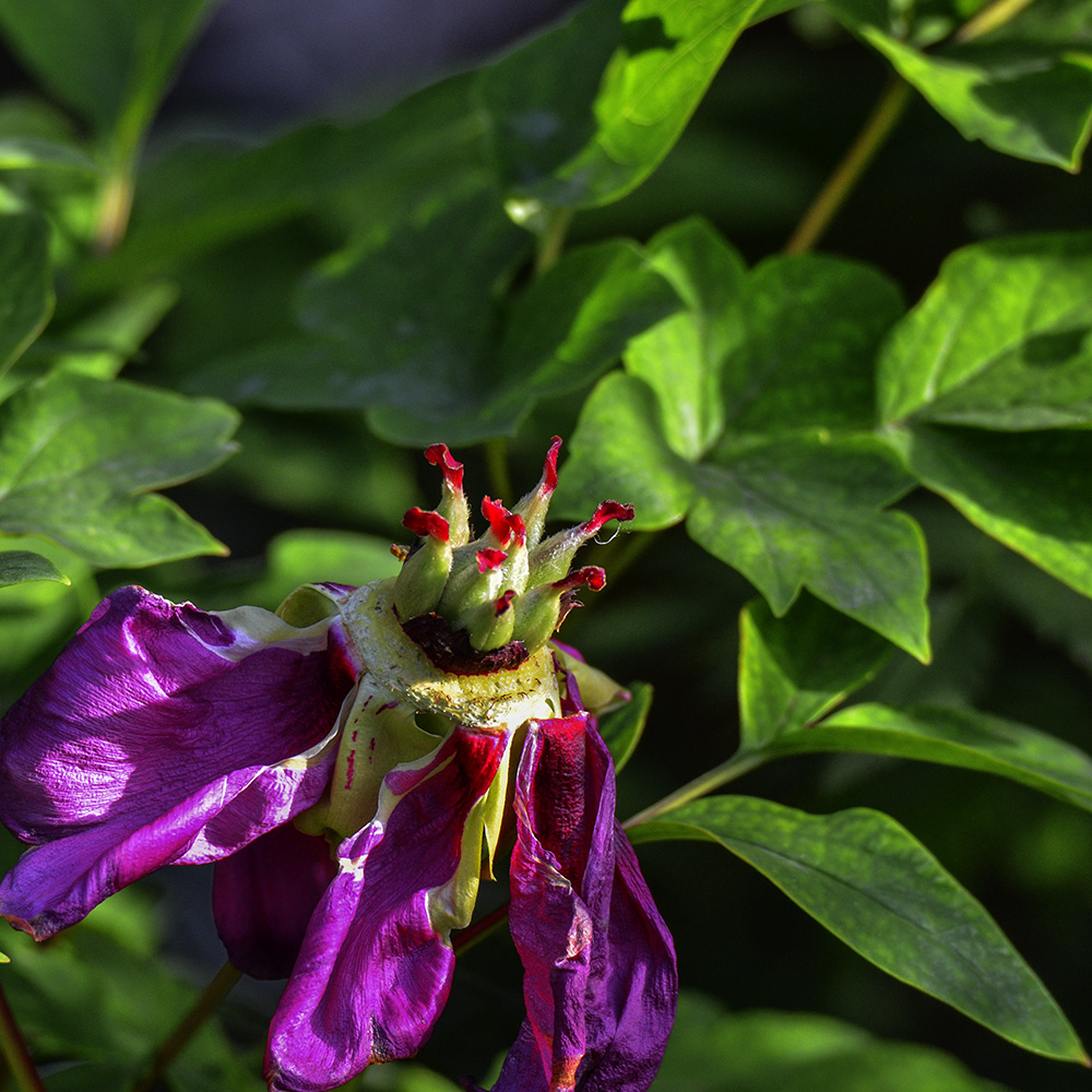 2015��5��3�չ�԰ a5921.jpg