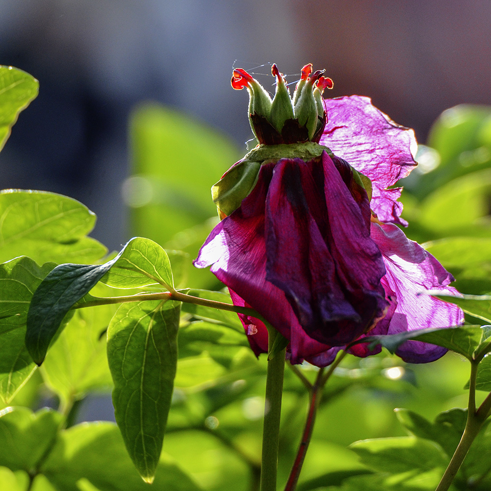 2015��5��3�չ�԰ a5661.jpg