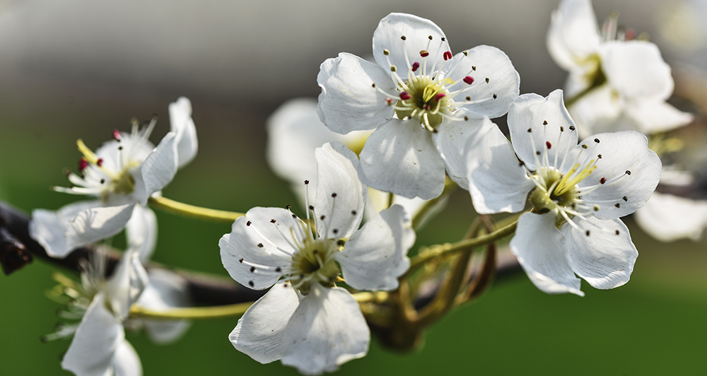 2015��4��9�պӱ����� a1531.jpg