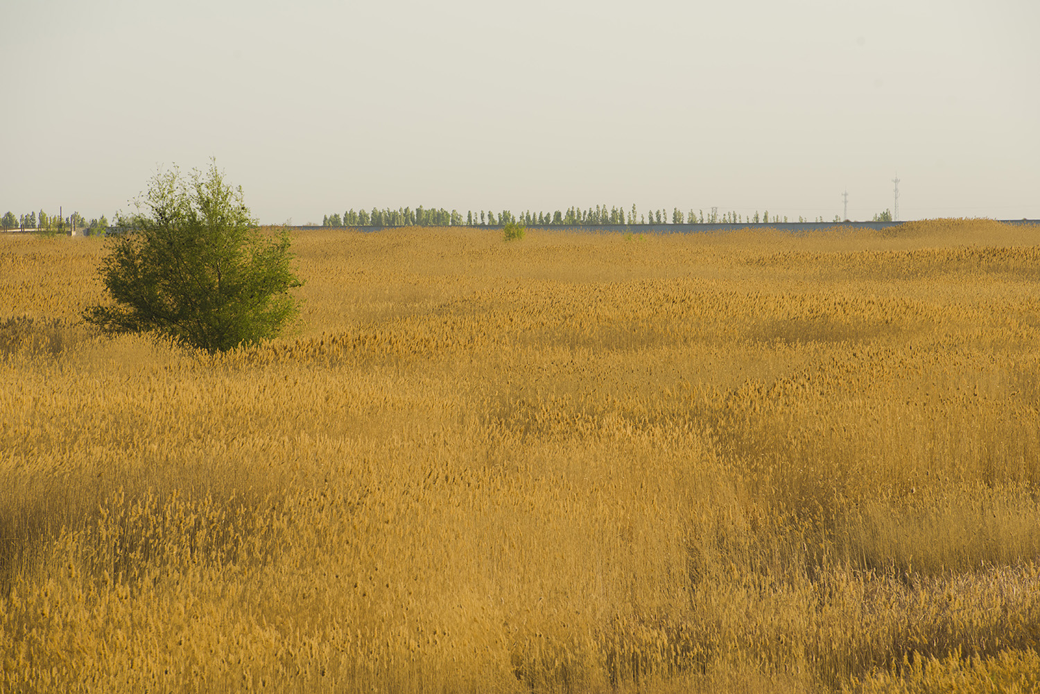 �����Ĺ¶�