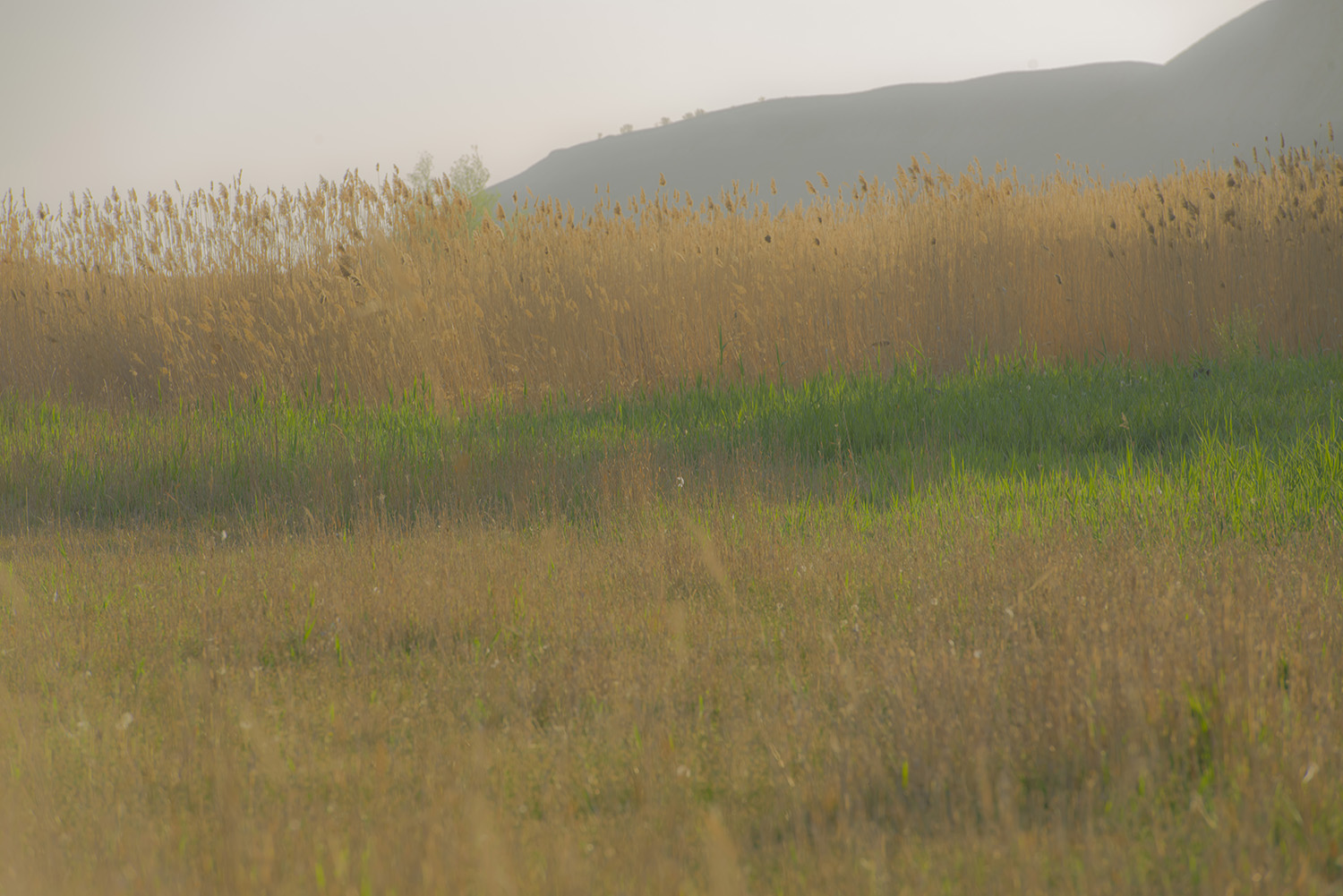 �������ֻ�