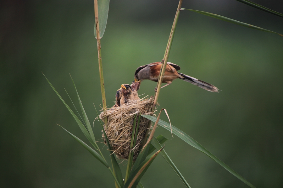 ����ʪ����ѻȸ�ų�������è