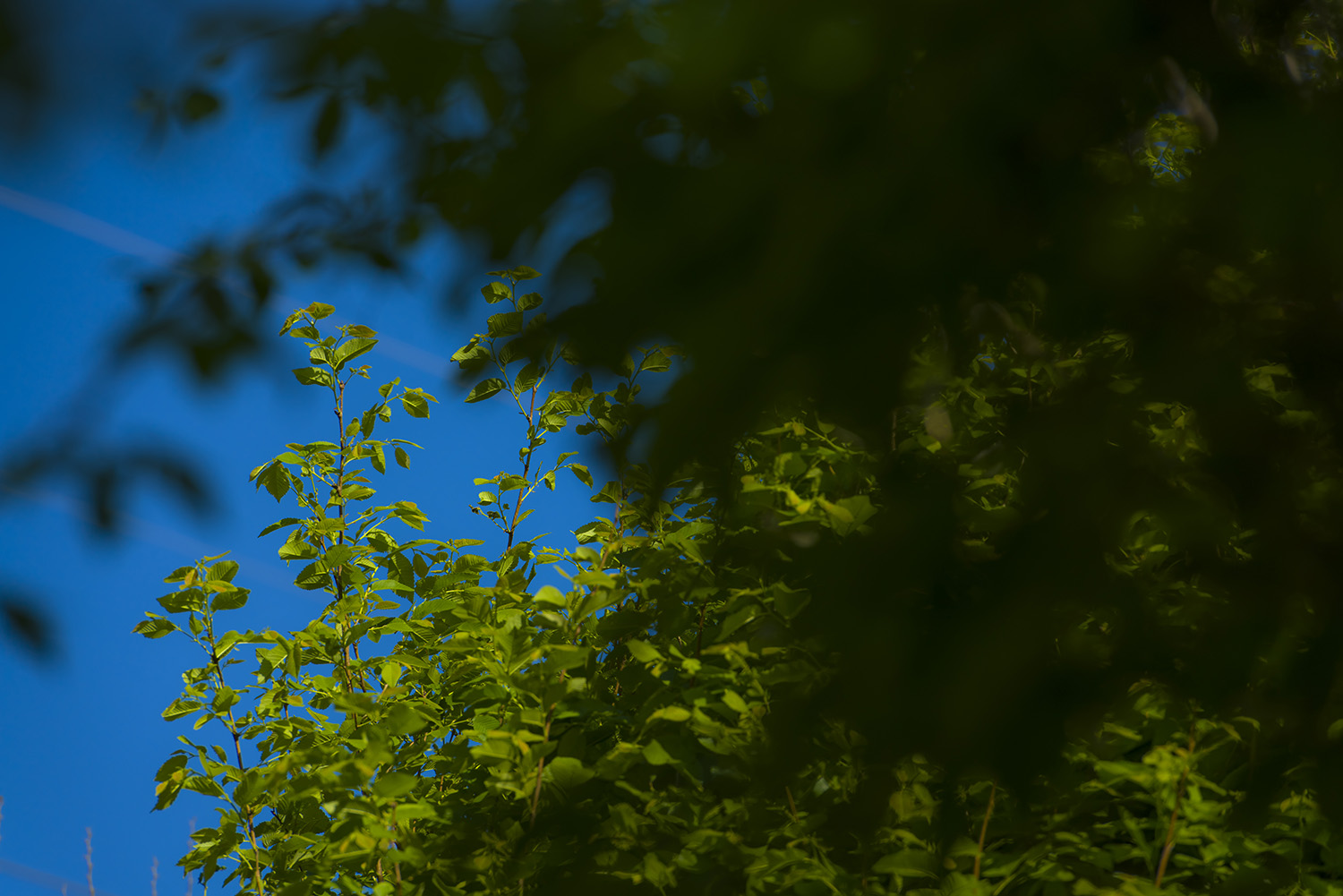 �����Ĵ�ɫ