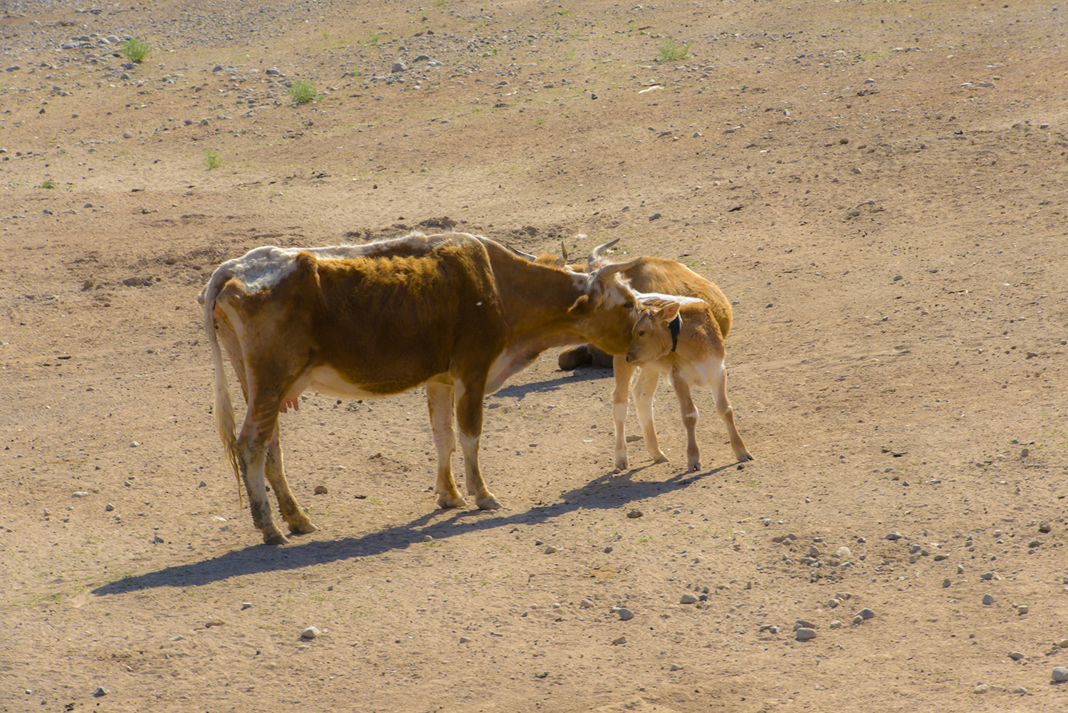 ĸ��������İ�