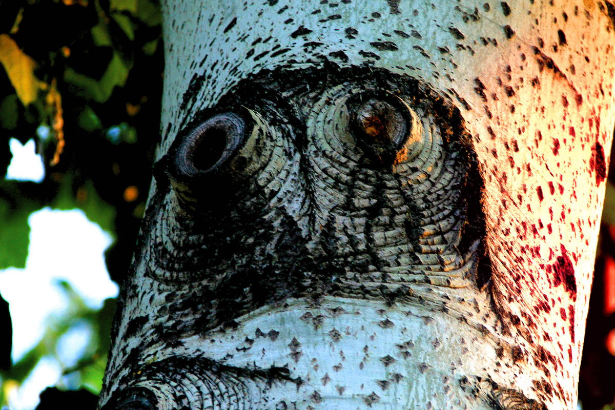 49. Ϧ������ӥ�ۼ�.jpg