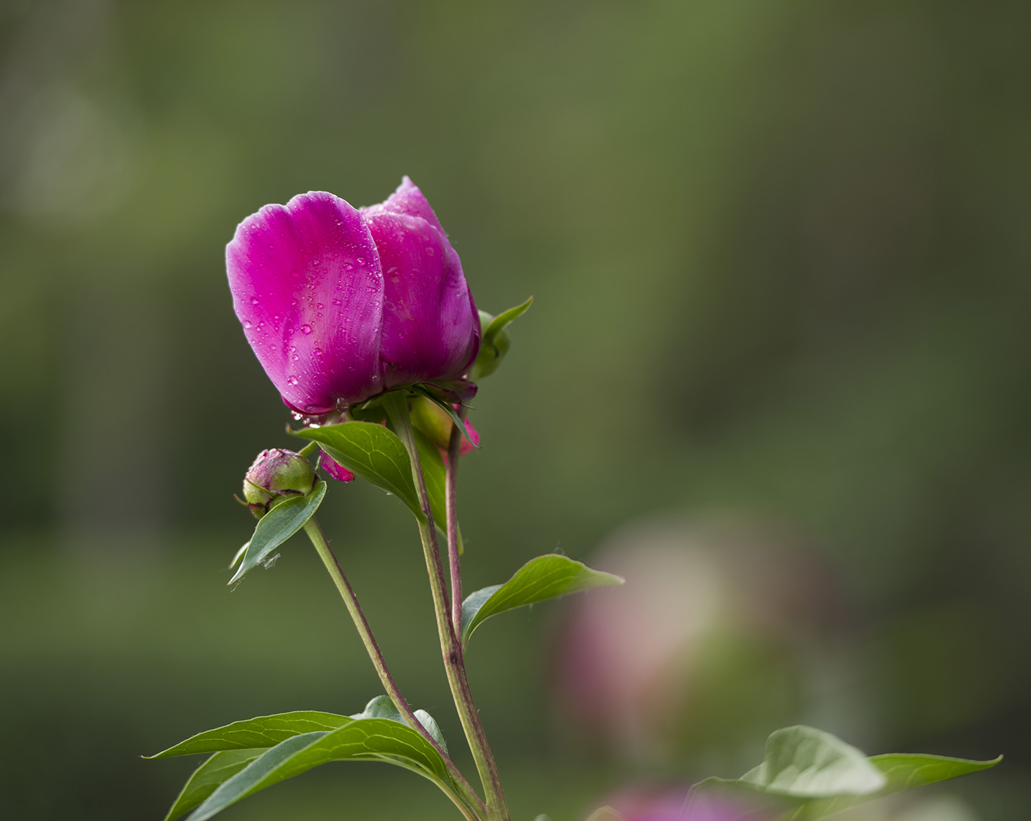 ���첻ȱ��ҩ��