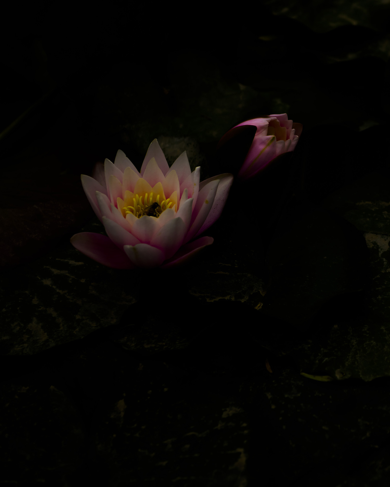 ���������Ⱦ