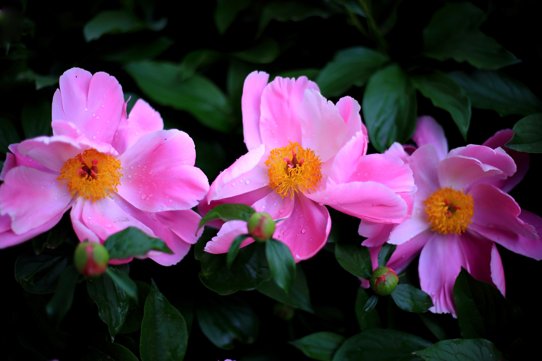 ��ĩ��ҩ (3).jpg