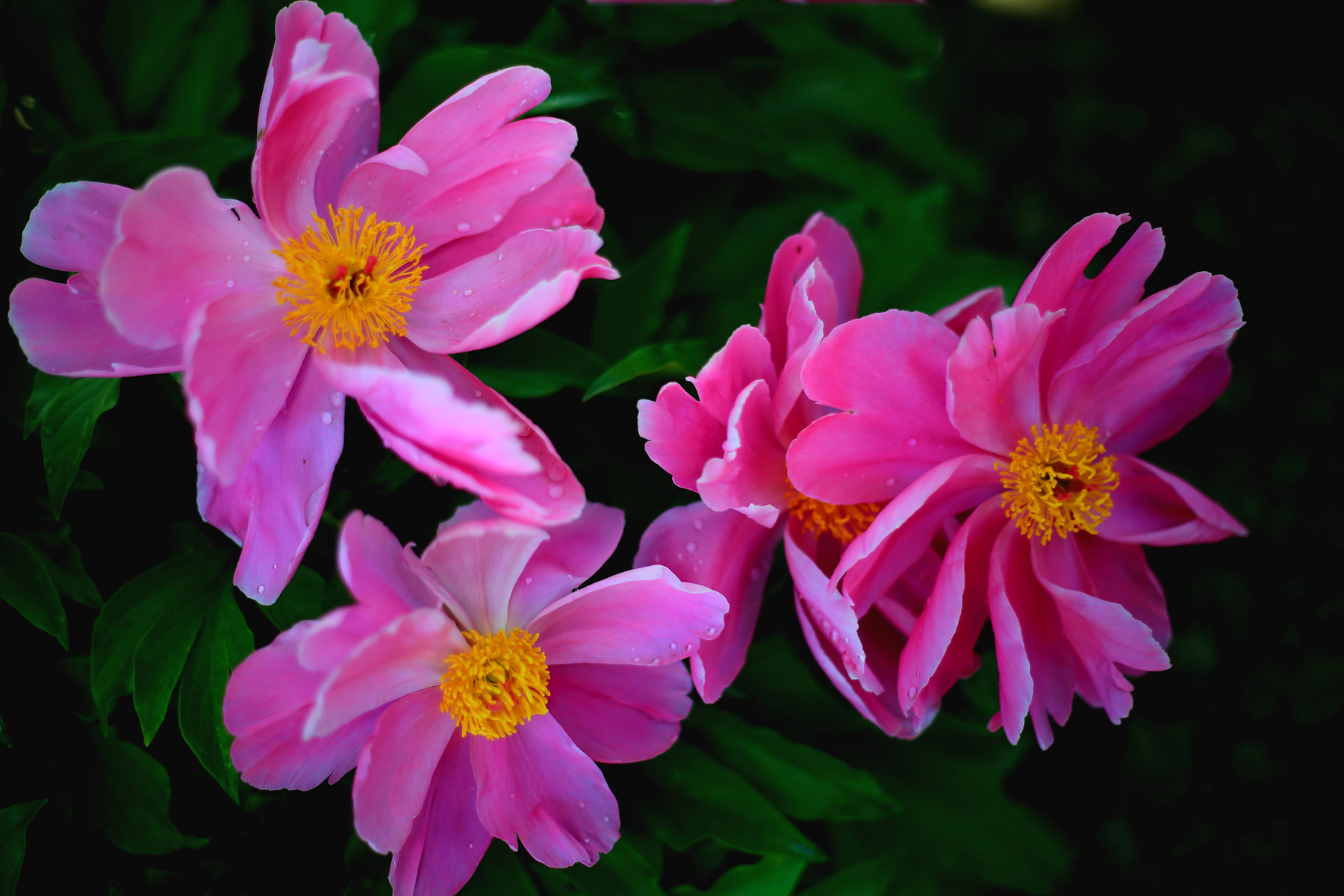 ��ĩ��ҩ (5).JPG