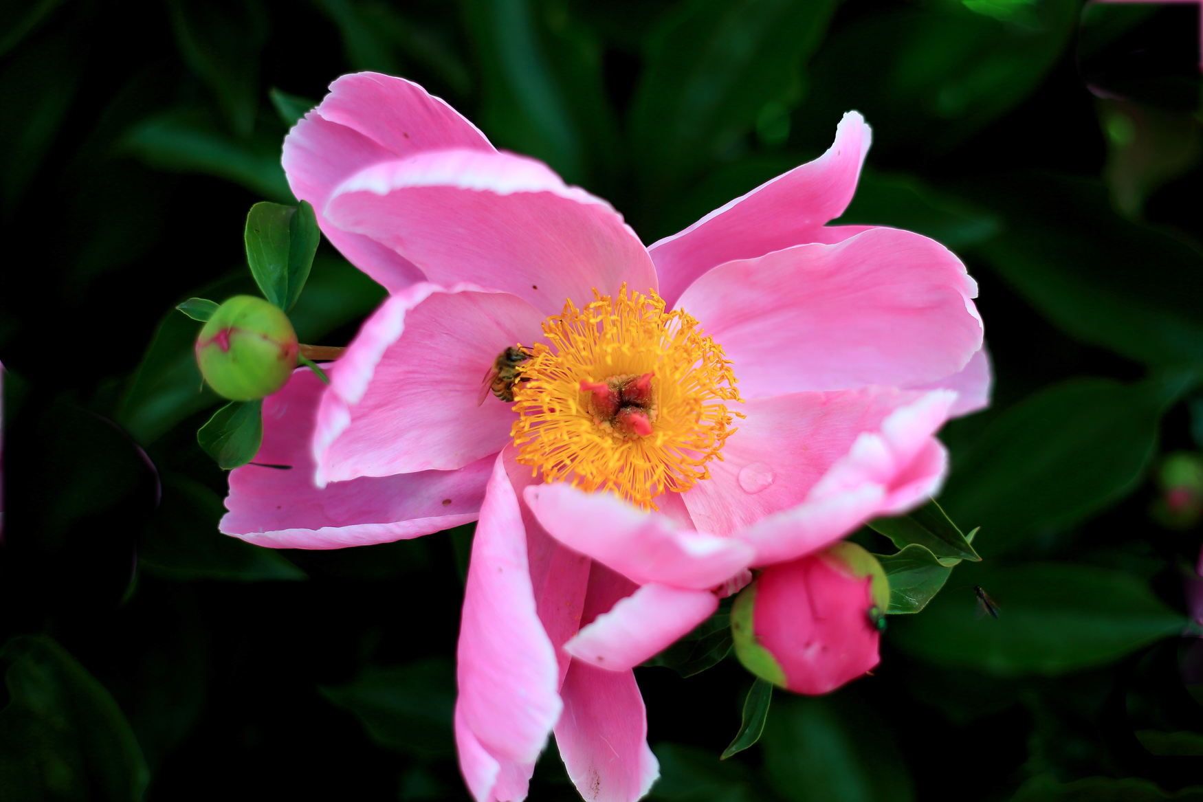 ��ĩ��ҩ (6).jpg