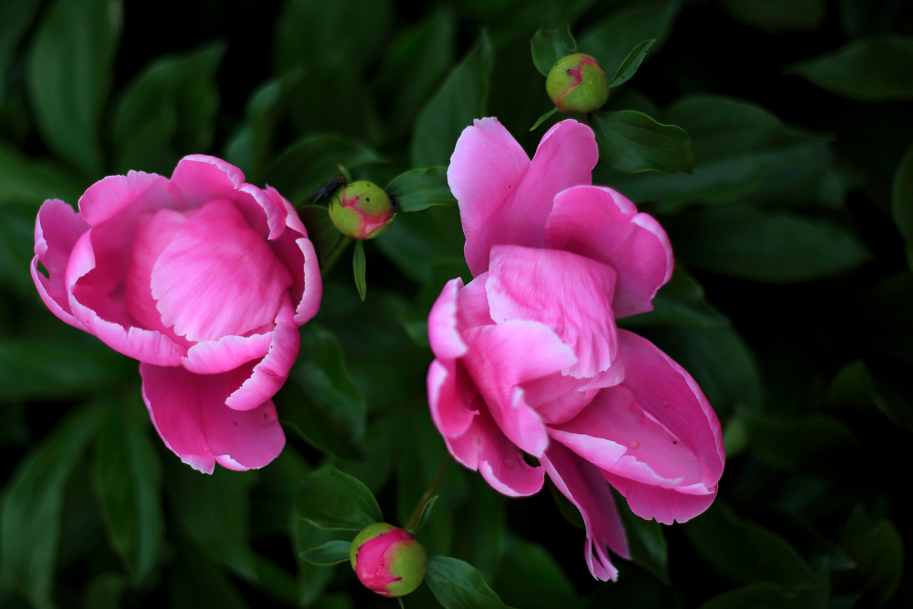 ��ĩ��ҩ (7).JPG