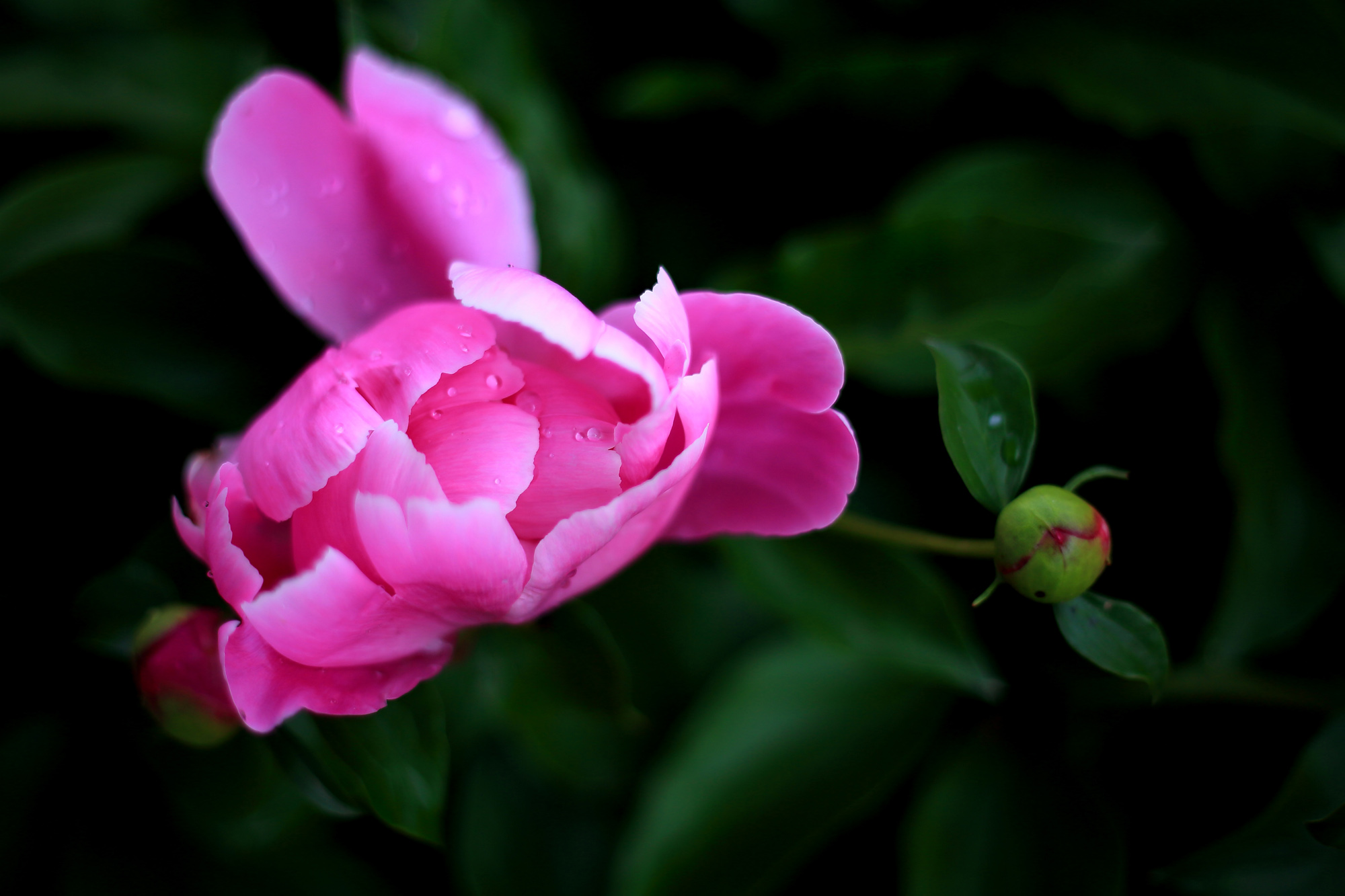 ��ĩ��ҩ (8).JPG