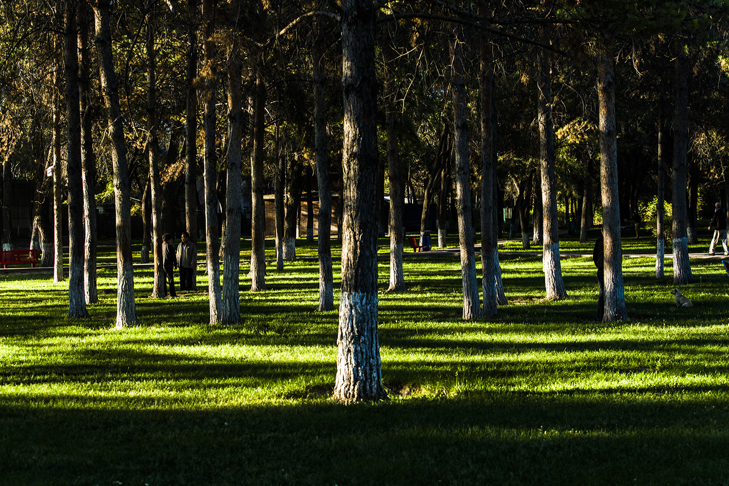 ����ɭ������