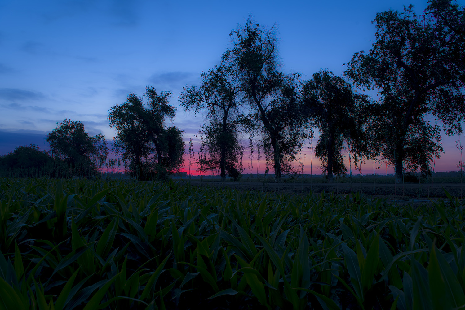 �����еı���ũ��