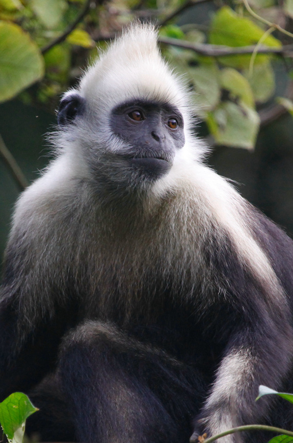 ����ʶ����