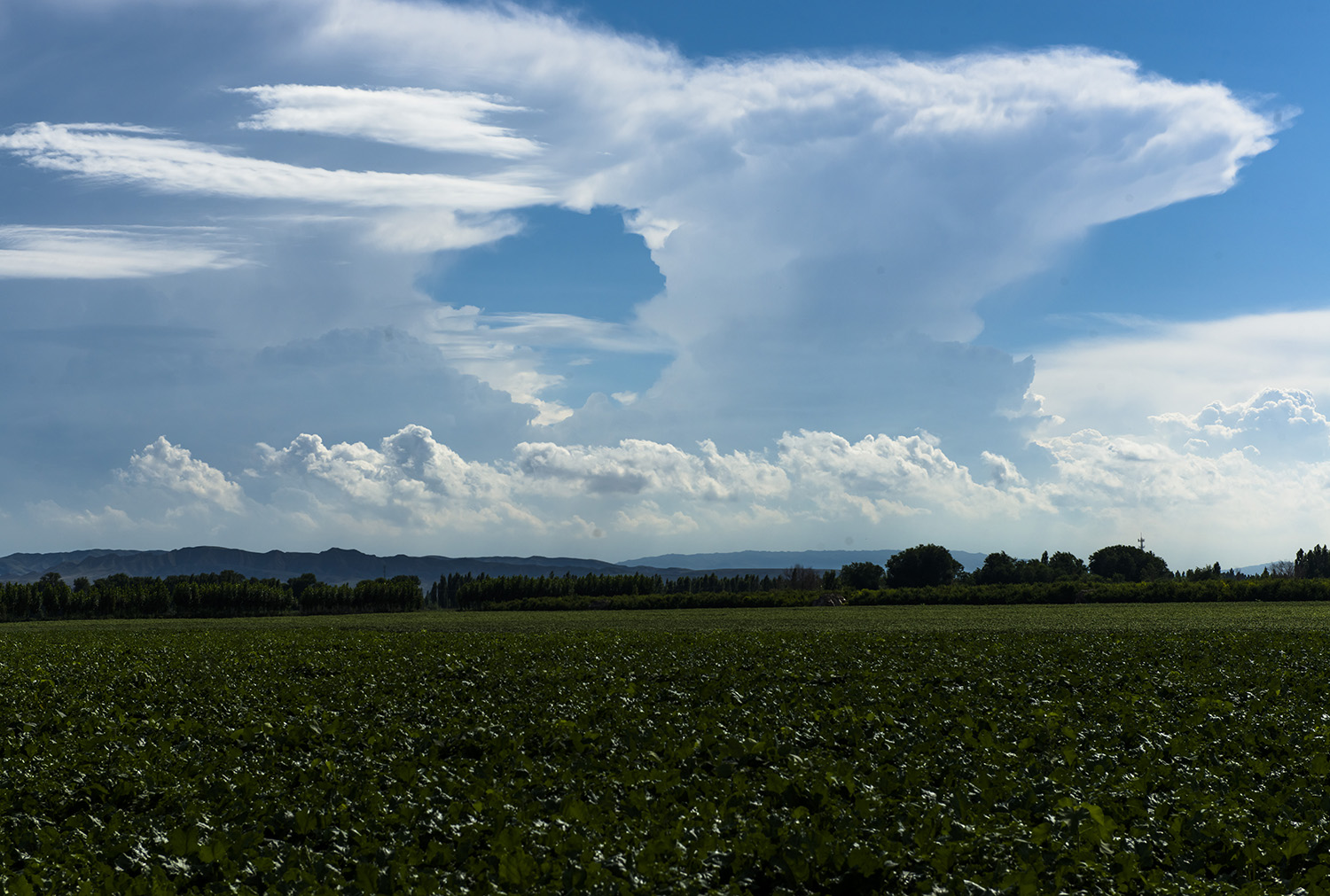 ��������Ұ