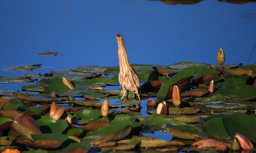 ʯ���Ӻ��񡪡���έ�Z�� (1)_����.jpg