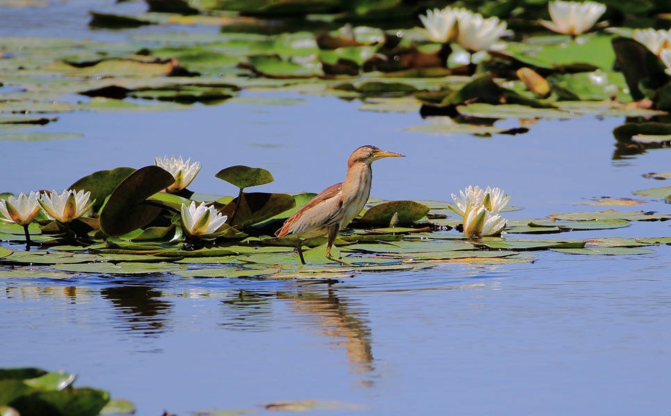 ʯ���Ӻ��񡪡���έ�Z�� (2)_����.jpg