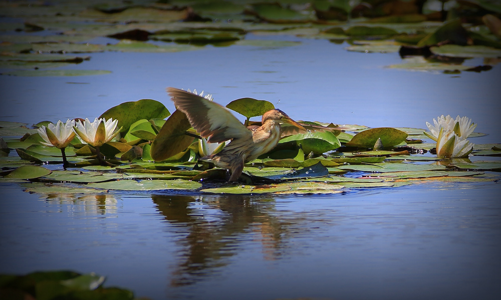 ʯ���Ӻ��񡪡���έ�Z�� (3)_����.jpg