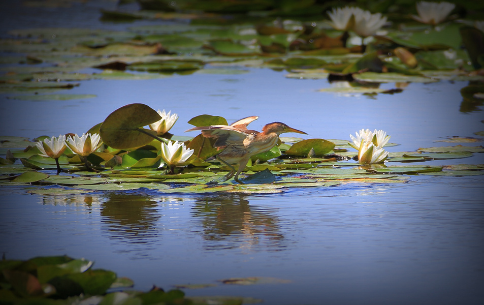 ʯ���Ӻ��񡪡���έ�Z�� (4)_����.jpg