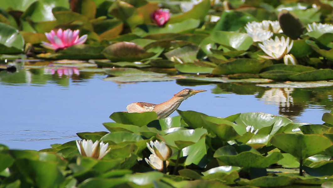 ʯ���Ӻ��񡪡���έ�Z�� (5)_����.jpg